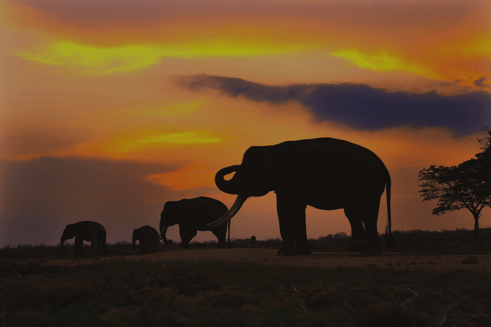 Hathi Gaon