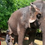 How Elephant Skin Protects Against Heat and Insects