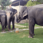 Amer Fort Elephant Rides vs Ethical Alternatives at Hathi Gaon (Latest 2025 Update)