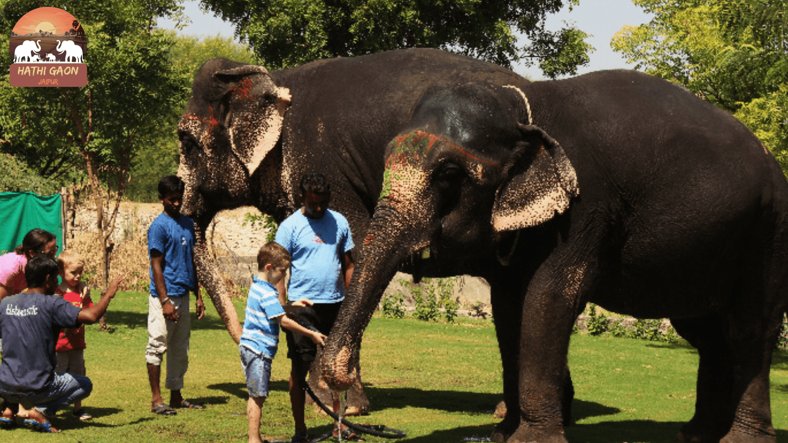 Elephant Welfare in Jaipur (2025): Unspoken Laws, Court Directions & Visitor Dos/Don’ts