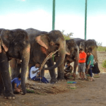 Hathi Gaon Photography Guide: Golden-Hour Spots, Lenses, Angles & Etiquette (2025)