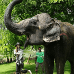 Spotting Ethical Elephant Operators in Jaipur (2025): A 12-Point Checklist for Travelers