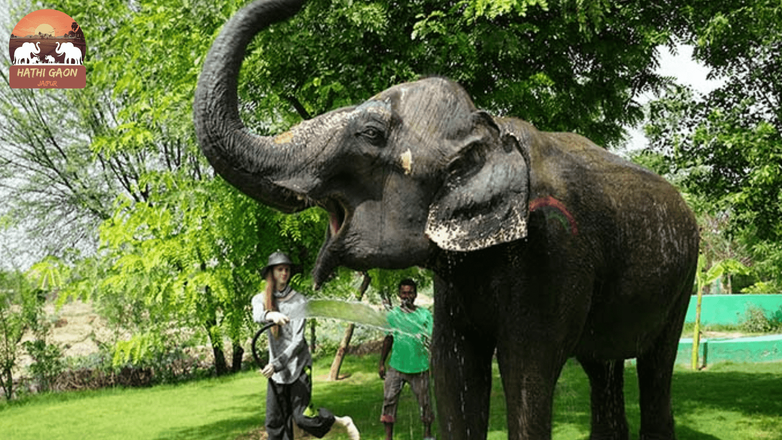 Spotting Ethical Elephant Operators in Jaipur (2025): A 12-Point Checklist for Travelers