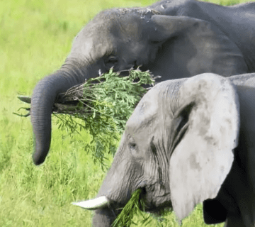 What Do Elephants Eat? Inside Hathi Gaon’s Seasonal Diet & Enrichment Routines (2025)