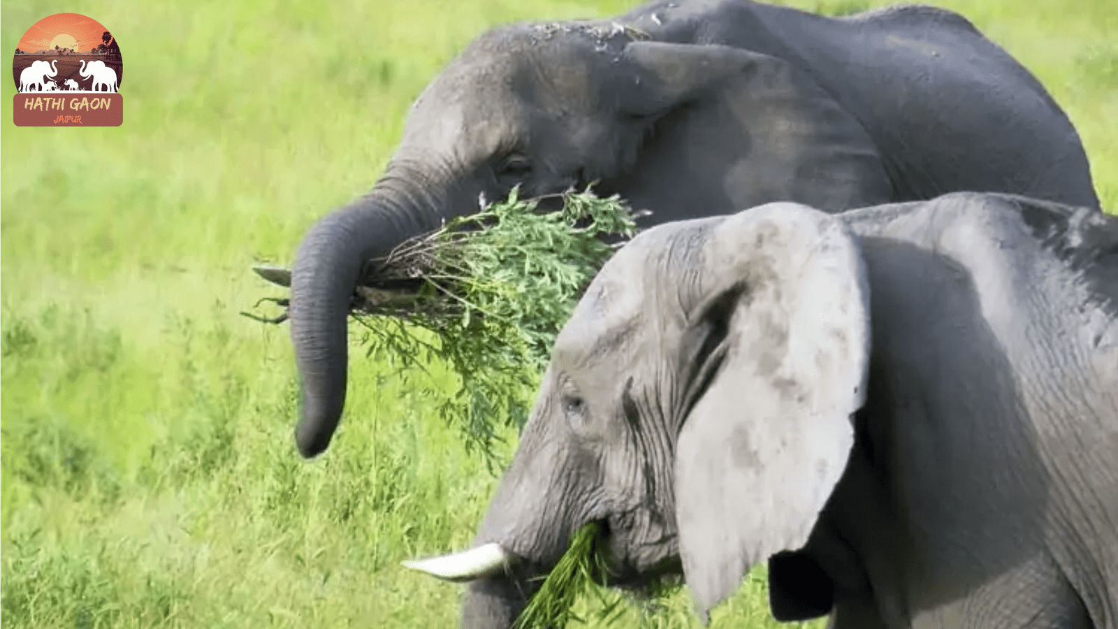 What Do Elephants Eat? Inside Hathi Gaon’s Seasonal Diet & Enrichment Routines (2025)