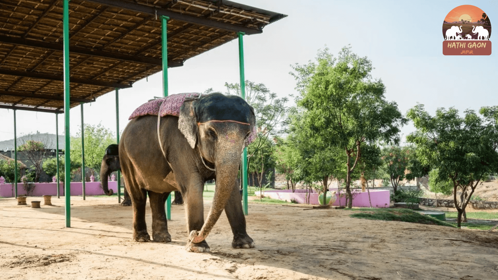 2-Hour No-Ride Ethical Itinerary at Hathi Gaon (Families, Couples & Solo)