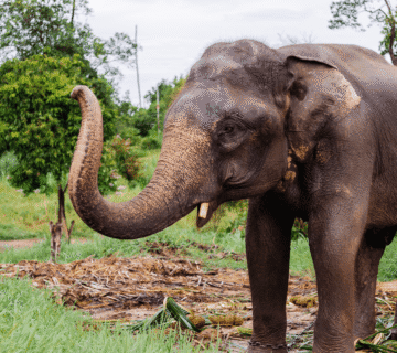 Jaipur’s Heritage & Elephant Conservation: Linking Wildlife Protection with City Wall Restoration