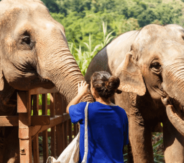Celebrity Shoots & Ethical Spaces: How to Film in Elephant Village or Elephant Sanctuary Responsibly