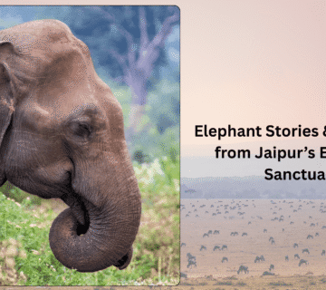 Building a Children’s Nature Journal: Elephant Stories & Activities from Jaipur’s Elephant Sanctuary
