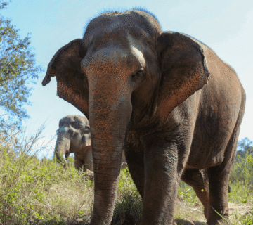 What Happens to Ticket Money at Elephant Park & Elephant Village: Transparent Costs & Conservation Finance (India)