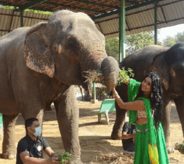 Volunteering & Internships Around Elephant Care in Jaipur