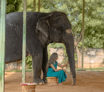 The Perfect Jaipur Day Trip: Hathi Gaon–Amer–Nahargarh
