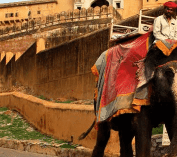 Ethical vs Traditional: Elephant Welfare, Rides, and Tourism in Jaipur