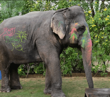 Word from the Frontline: Insights from Hathi Gaon’s Mahouts and Veterinarians