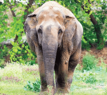 Photography Ethics at Hathi Gaon & Elephant Natural Habitat