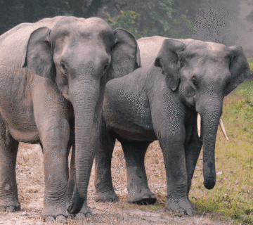 Season-by-Season Jaipur & Elephant Safari Guide: When to Visit Hathi Gaon for the Best Elephant Experiences