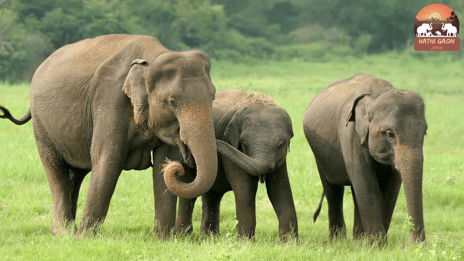 Best Time to Visit Hathi Gaon Jaipur: Seasons, Weather & Ethics