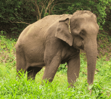 Travel Tips for Ethical Elephant Tourism: Questions to Ask Before You Visit