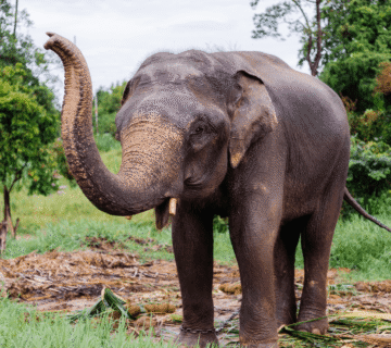 Adult Asian elephant at Hathi Gaon Jaipur lifting its trunk in a natural sanctuary setting with lush green trees.