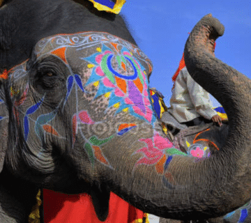 Close-up of an Asian elephant at Hathi Gaon Jaipur decorated with colorful floral patterns using natural organic pigments.