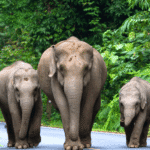 From Hardship to Hope: A Rescue Story That Changed Lives – Inspired by Hathigaon, Jaipur