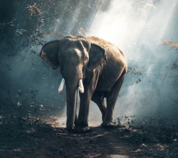 How to Book an Elephant Experience in Jaipur: Prices, Scams to Avoid & Best Timings (2025 Guide)