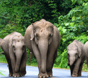 From Hardship to Hope: A Rescue Story That Changed Lives – Inspired by Hathigaon, Jaipur