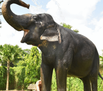 Elephant communication Hathi Gaon