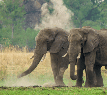 Eco-tourism guide to Hathi Gaon