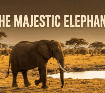 A Day in the Life of a Mahout at Hathi Gaon: The Unseen Bond