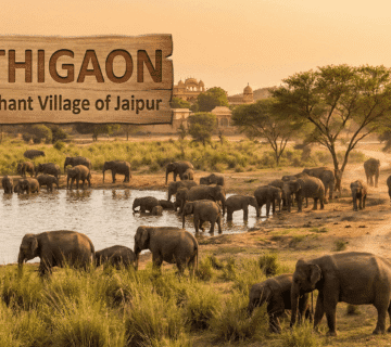 The Cognition of Giants: A Deep-Dive into Elephant Intelligence at Hathi Gaon