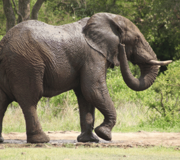 ethical elephant experiences in Jaipur