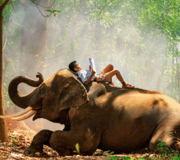 elephant safari in Jaipur