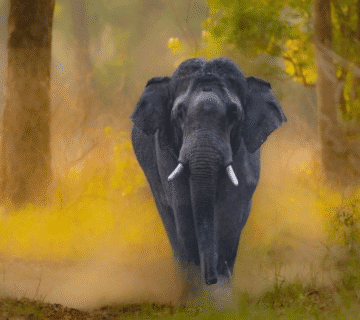 eco-friendly elephant encounters