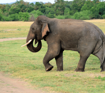 Hathi Gaon Travel guide