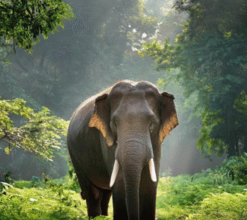 acoustic sanctuary Jaipur