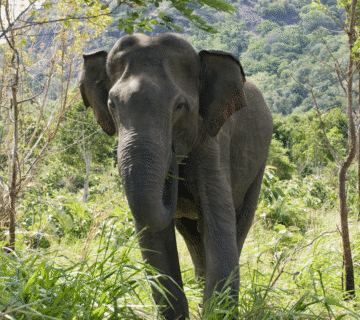 Hathi Gaon Practical Travel Guide