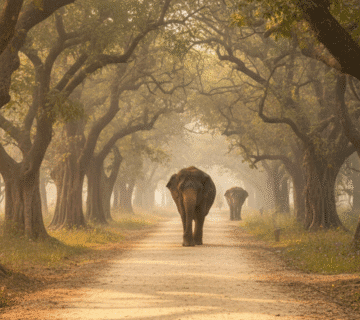 Inclusive travel experiences in Rajasthan