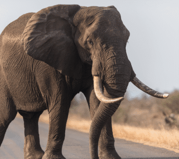 Pachyderm Paint Palettes