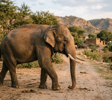 Elephant Whispers