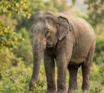 Hathi Gaon Guide